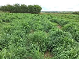 Image result for Andropogon gayanus