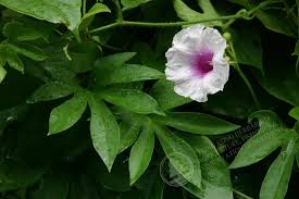 Image result for Ipomoea mauritiana