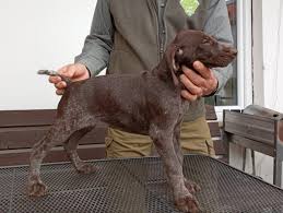 Image result for německý ohař krátkosrstý