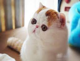 30 jenis kucing yang ada di dunia mulai dari kucing benga, munchkin, chausie, anggora turki, nabelung, toyger, dll beserta gambar dan penjelasan. Kucing Paling Comel Di Si Bulus Malaya Ø³ÙŠ Ø¨ÙˆÙ„ÙˆØ³ Ù…Ù„Ø§ÙŠØ§ Facebook