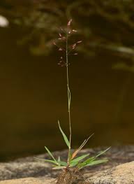 Image result for Eragrostis unioloides