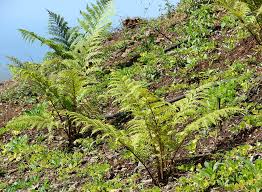 Image result for Cyphia erecta