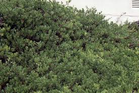 Image result for Uvaria angolensis