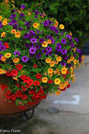 Maybe you would like to learn more about one of these? Purple Red And Yellow Container Plants Beautiful Flowers Planting Flowers