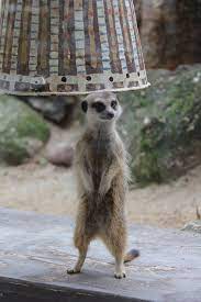 Make Today A Meerkat Monday At Werribee Open Range Zoo Kids Under 16 Are Free During The School Holidays And The Safari T Largest Gorilla Safari Tour Meerkat