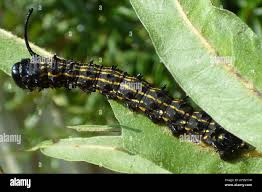 Image result for Kotschya ochreata