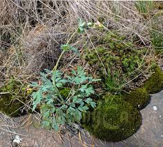 Image result for Xyris capnoides