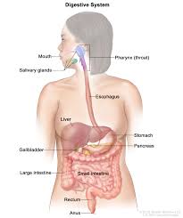 Processing proteins and carbohydrates filtering and processing impurities, drugs and toxins Definition Of Digestive System Nci Dictionary Of Cancer Terms National Cancer Institute