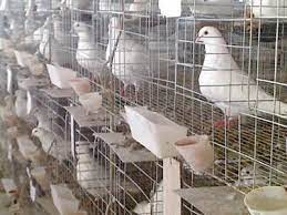 Stainless Steel Welded Mesh Cage For Rabbit Bird Stainless Steel Welding Rabbit Cages Pigeon Cage