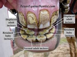 Pin On Equine Dentist