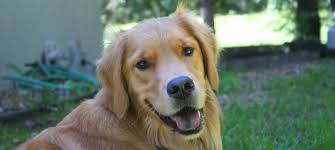 They are drastically short of their goal, though, and have 13 hours left on their fundraiser. Brainerd Baxter Animal Shelter Heartland Animal Rescue Team Mn