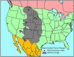 Black Footed Ferret Facts Habitat Diet Life Cycle Babies