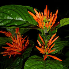 Image result for Justicia striolata