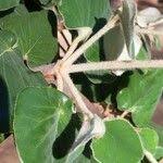 Image result for Androstachys