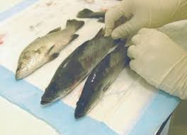 Ikan kakap putih (lates calcarifer, bloch) mempunyai nilai ekonomis penting dan tergolong jenis ikan laut yang bersifat euryhaline, dapat mentolerir perubahan salinitas dari tawar, payau sampai asin. Scale Drop Syndrome Sds Sindrom Sisik Rontok