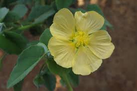Image result for Abutilon austro-africanum