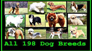 Being that we are the premier dog boarding destination for dogs of all shapes and sizes in the greater vancouver and richmond area we have decided to put together this. All Dog Breeds In The World A To Z Youtube