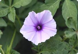 Image result for Ipomoea venosa