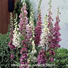 Maybe you would like to learn more about one of these? Foxy Foxglove Seeds Perennial Flower Seeds