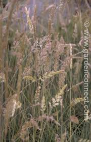 Taller stems of greenish flowers develop into tan seed heads by midsummer. Blue Hair Grass Plantguide Rushfields Plant Centre