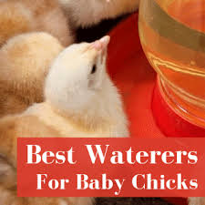Your chickens won't like to use it if it's muddy and mucky. Safely Bathing Baby Chicks