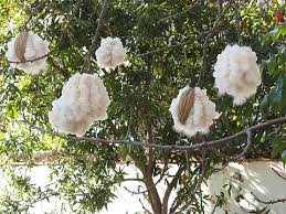 Image result for Ceiba pentandra