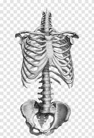The rib cage is formed by the sternum, costal cartilage, ribs, and the bodies of the thoracic vertebrae. Anatomy Drawing Human Skeleton Vertebral Column Bone Rib Cage Skull Transparent Png