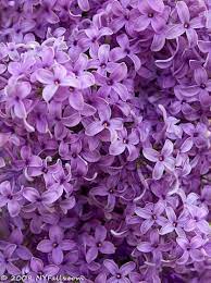 40 Ideas For Flowers Aesthetic Lilac Flower Aesthetic Purple Flowers Flower Wallpaper