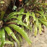 Image result for Asplenium africanum