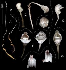 Image result for Didymoplexis