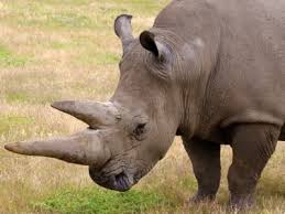 Ce petit mâle du nom de manas n'a pas encore de corne, et une carapace encore très fine. 13 La Corne De Rhinoceros