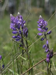 Image result for Polygala dewevrei