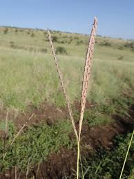 Image result for Ischaemum afrum