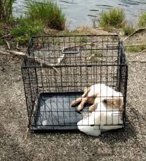 Puppies are limited akc registration, which means they are adpoted as beloved pets and not for breeding purposes. Grinning Monster Put Golden Retriever Puppy In Weighted Cage Then Threw Her In Pond To Drown