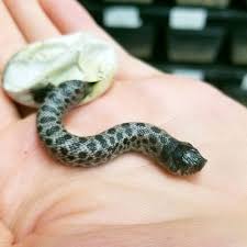 Wie Cool Ein Baby Super Polarschlange Schlupfen Schlangen Reptilien Coolanimals Serpientes Bichos Fotos