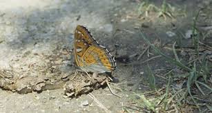 Image result for Limenitis populi