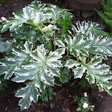 Image result for Acanthus
