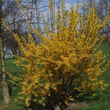 Maybe you would like to learn more about one of these? Ploaie De Aur Forsythia Intermedia Goldzauber Royalplant Ro
