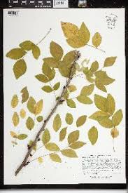 Image result for Zanthoxylum holtzianum
