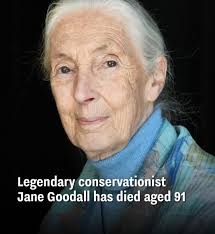 With profound sorrow, we mourn the passing of Dame Jane Goodall, a  visionary whose voice forever changed how we see the living world. 🌍💚 As  an IUCN Patron of Nature, and a