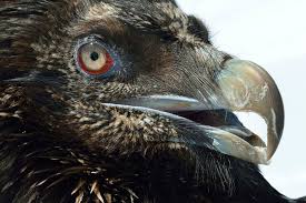 T +41 (0)44 450 68 06 e probartgeier@swild.ch. Bartgeier