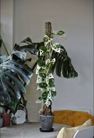 Variegated Monstera Adansonii Philodendron Plant Plant Goals Pretty Plants