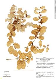 Image result for Maytenus