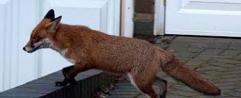 We did not find results for: Foxes Renfrewshire Website