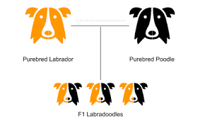 Hybrid Term Rising Star Golden Doodles