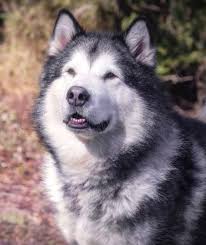 Jun 21, 2002 · siberian husky dogs adopted on rescue me! Arctic Rescue Victoria Inc Rehoming Rescue And Foster Care For Arctic Breed Dogs