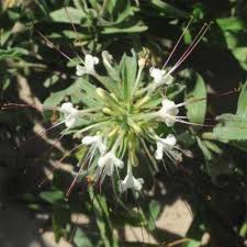 Image result for Clerodendrum ternatum
