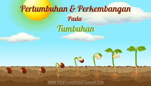 Hal itu disebabkan pertumbuhan hipokotilnya sangat sedikit atau tidak memanjang sama sekali. Pengertian Pertumbuhan Dan Perkembangan Pada Tumbuhan