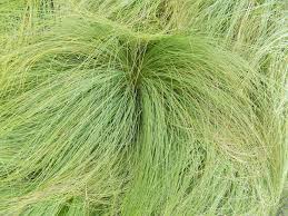 Image result for Polystachya tenuissima