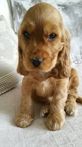 Lola Cocker Anglais Golden 2 Mois Baby Dogs Cute Dogs Beautiful Dogs